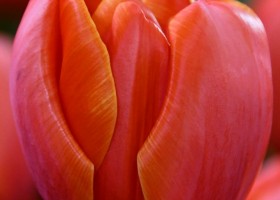 Tulipa Queensday ® (3)